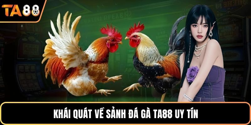 Khái quát về sảnh đá gà Ta88 uy tín
